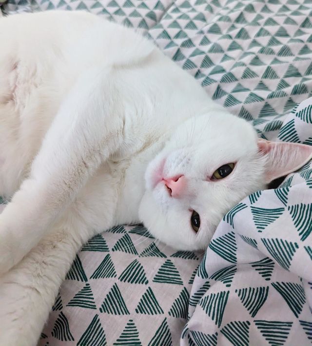 White cat nap