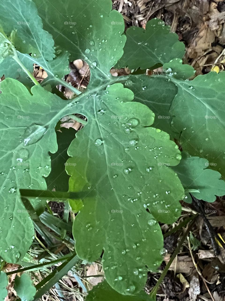 Leaves with raindrops