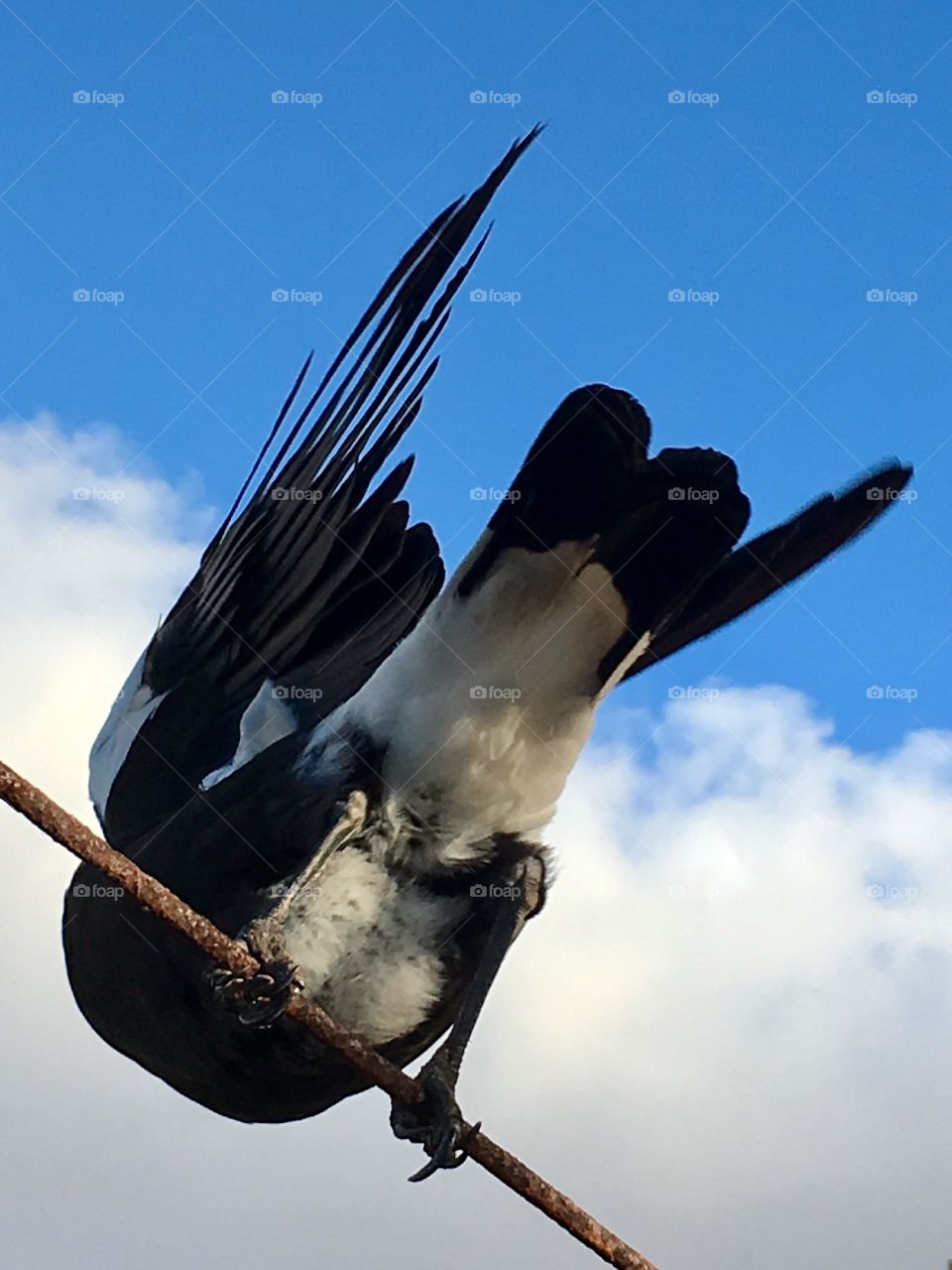 Magpie balancing act