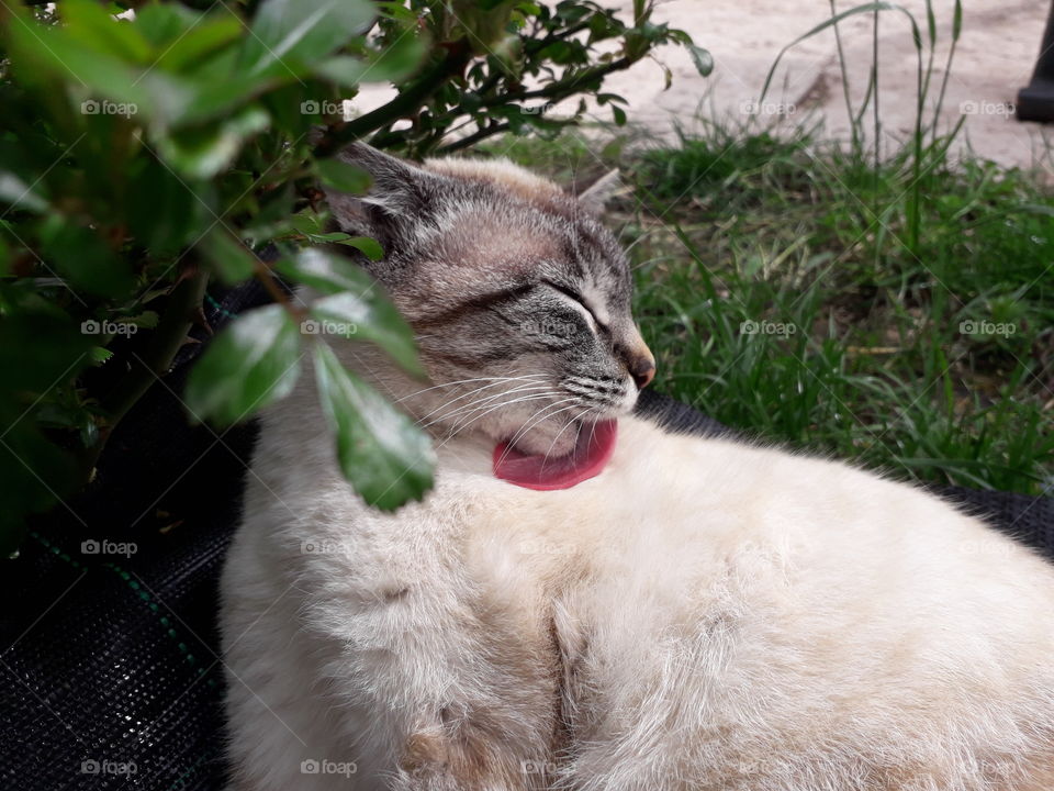 my cat in the garden