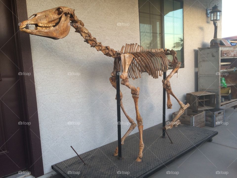 Horse skeleton