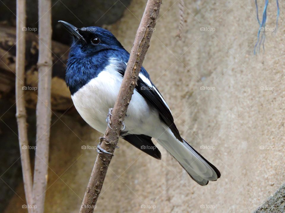 Indian Blue Robin