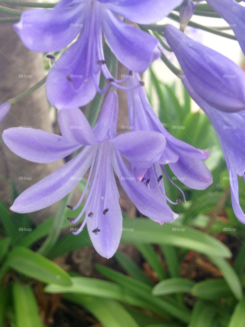 Close up purple flowers 