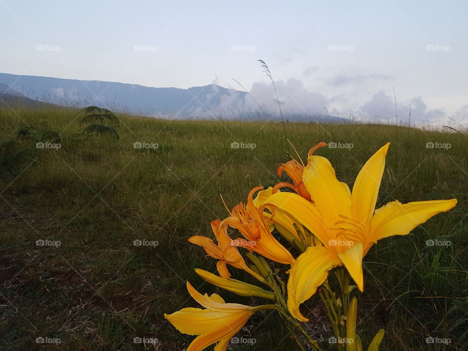 Reunion Island
Lys jaune/orange