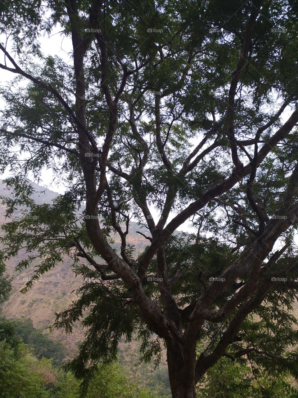 A view through the branches