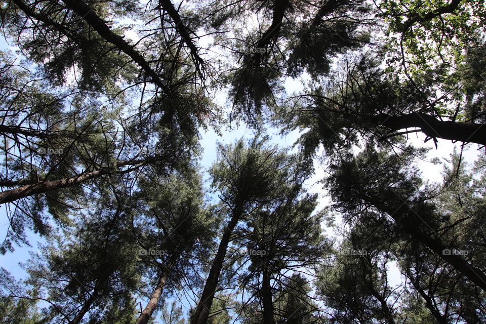 Looking up at tall pines in forest