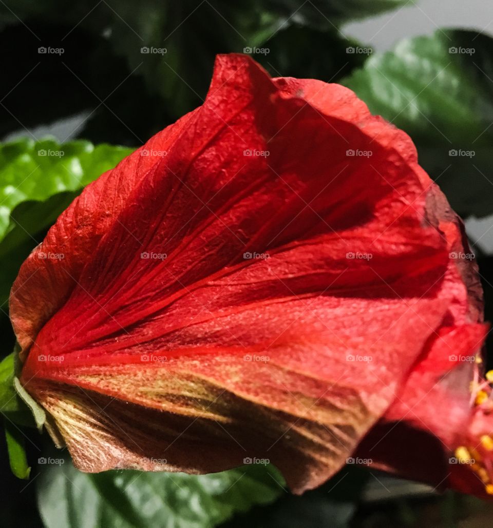 Folded hibiscus flower