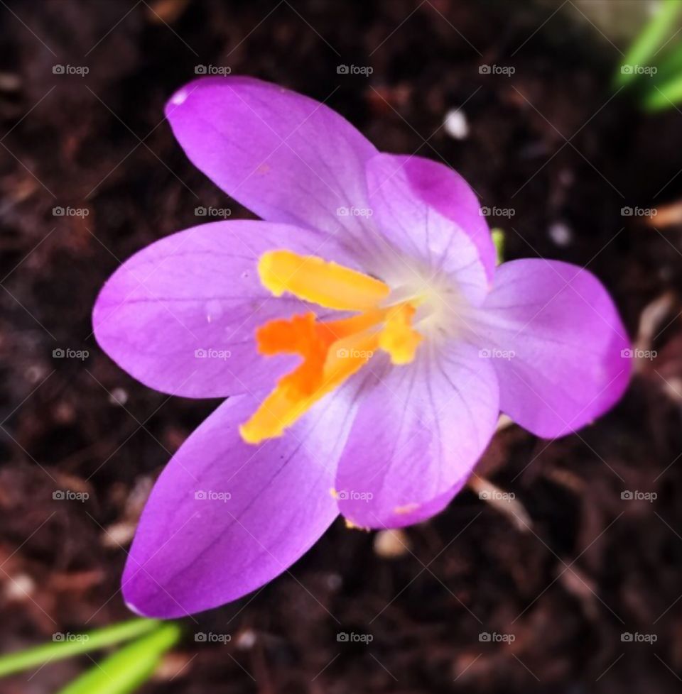 Simply amazing crocus