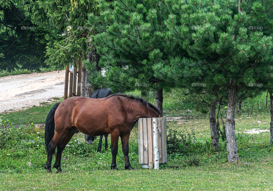 Wild hungry horse put head in the bin for food