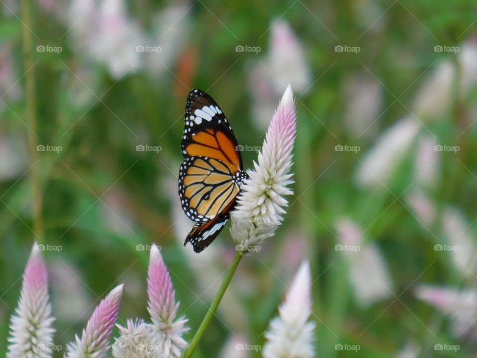 The monarch butterfly or simply monarch is a milkweed butterfly in the family Nymphalidae. Other common names depending on region include milkweed, common tiger, wanderer, and black veined brown.It is iconic pollinator species.