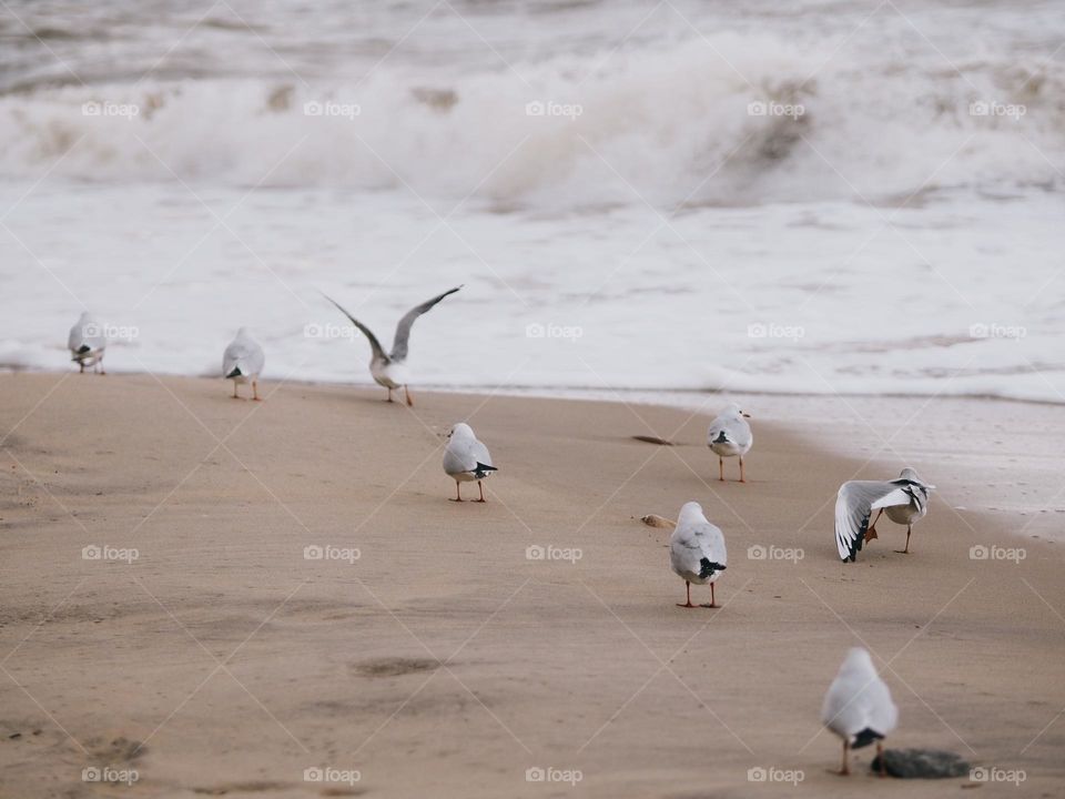 Group of seagulls on seaside in autumn day