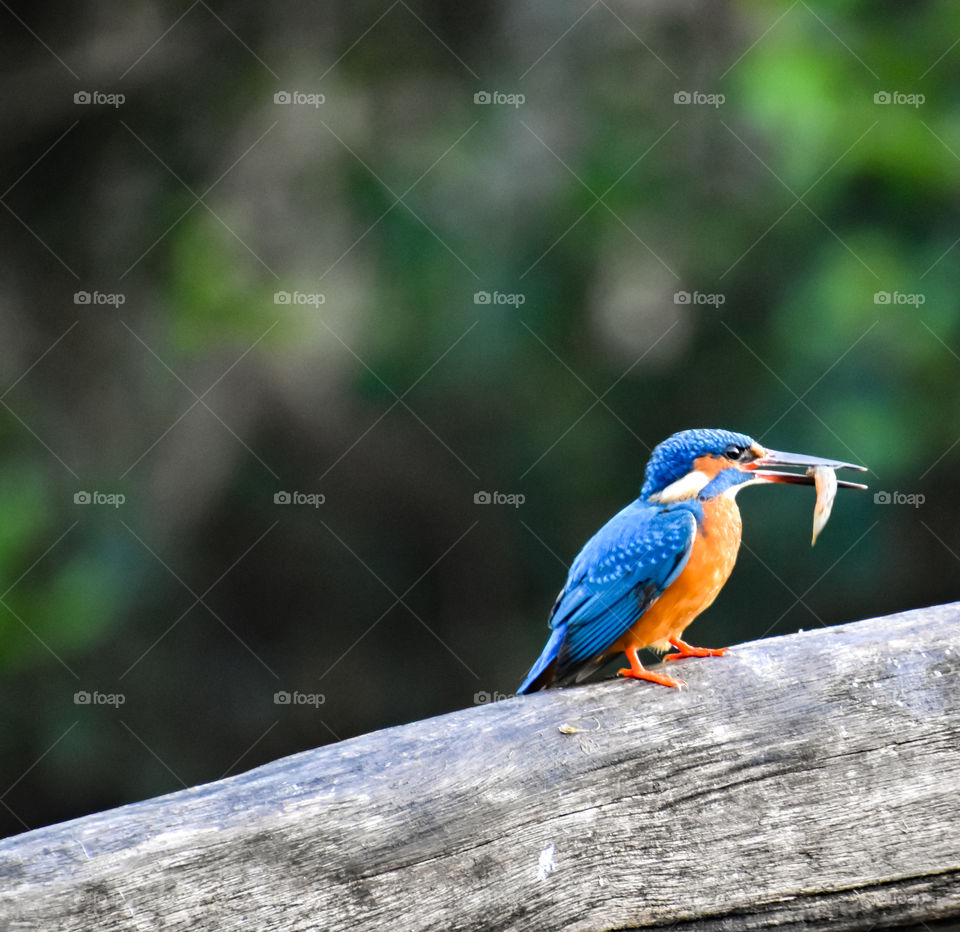 Kingfisher with tiny fish