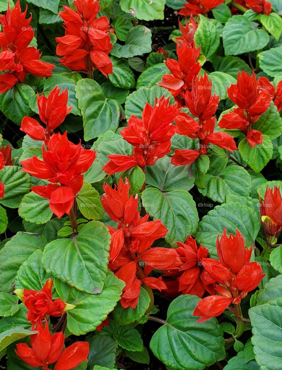 Red and Green for the Holidays