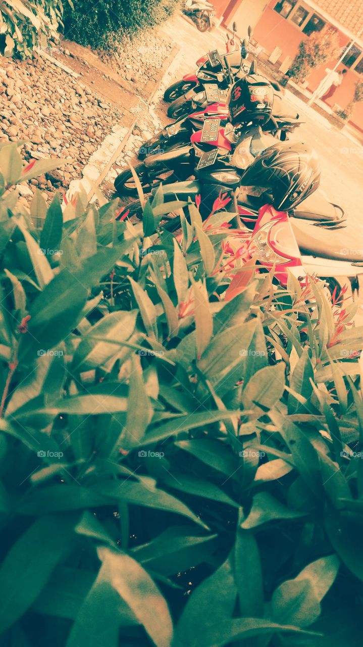 vehicle and leaf green