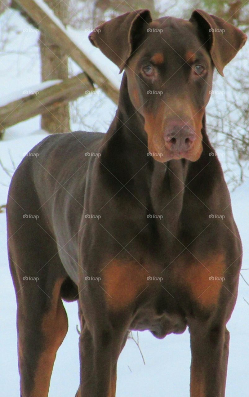 Doberman❤