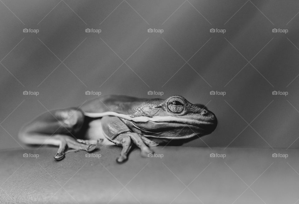 Tree frog bw macro