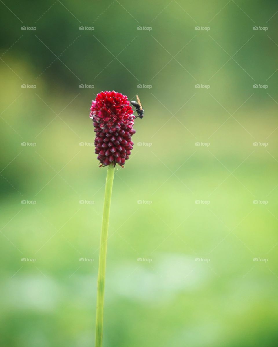 fly on the beautiful flower on the field