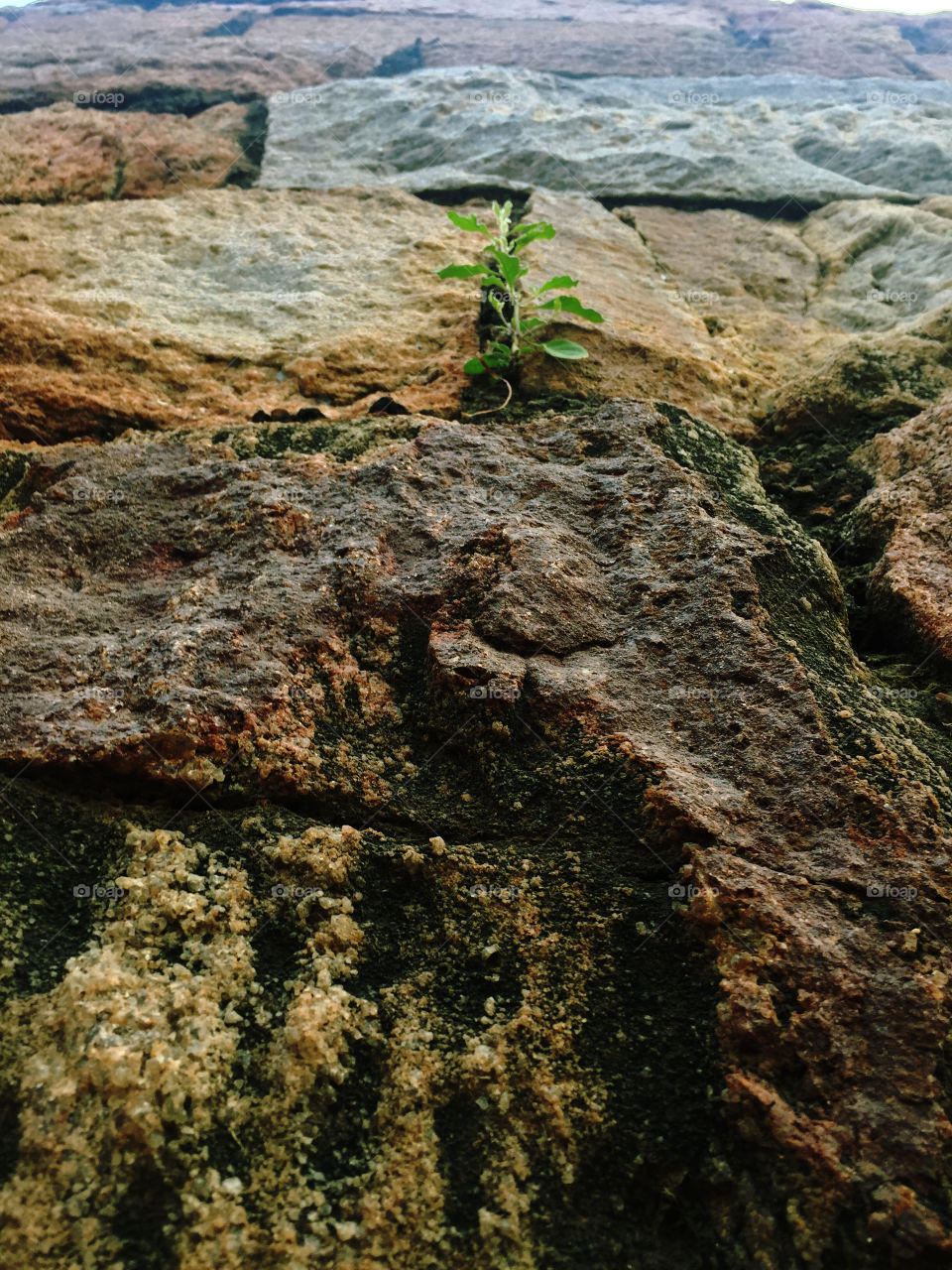 Plant in Stones