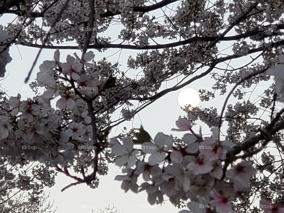 Moon and cherry blossoms