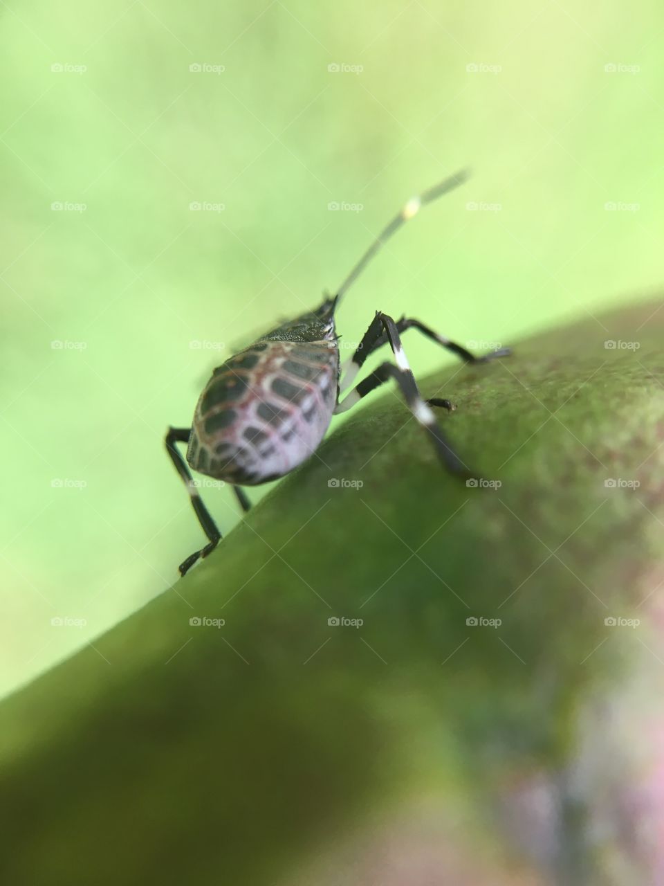 Beetle on yucca seed