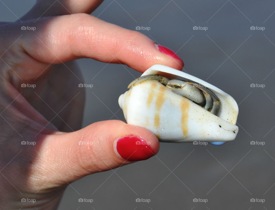 Little shell 