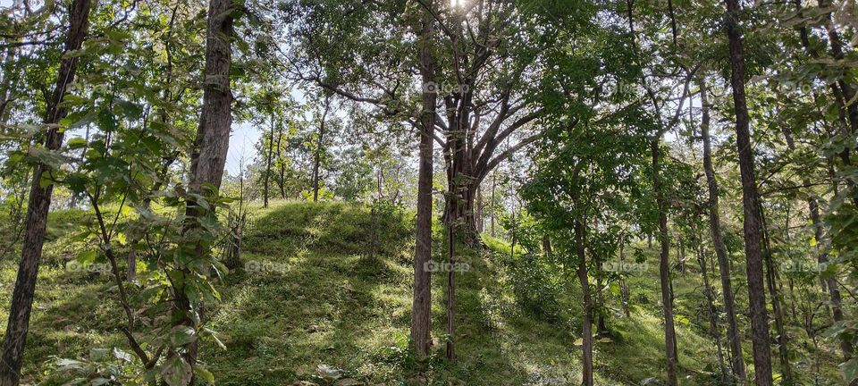 natural  life Sun tree ☀️🌲 🧬