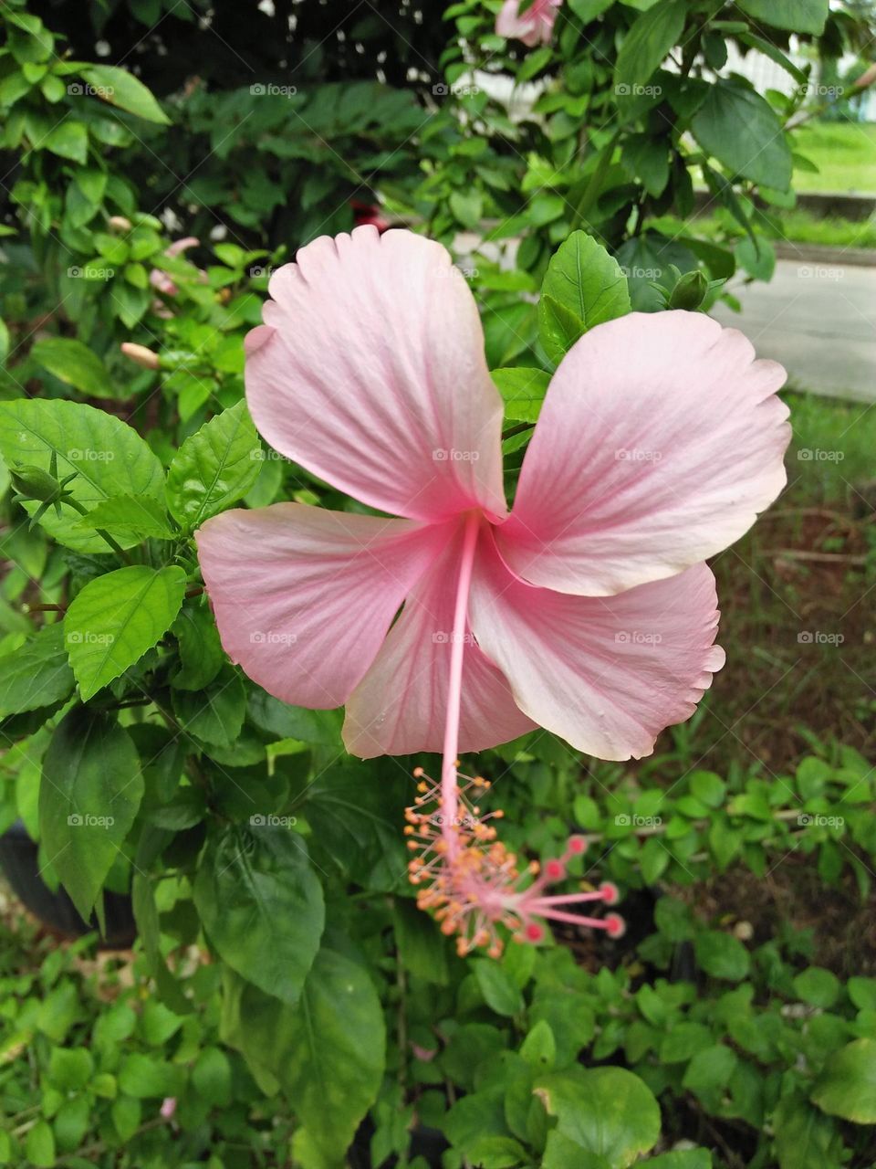 flowe in pink colour