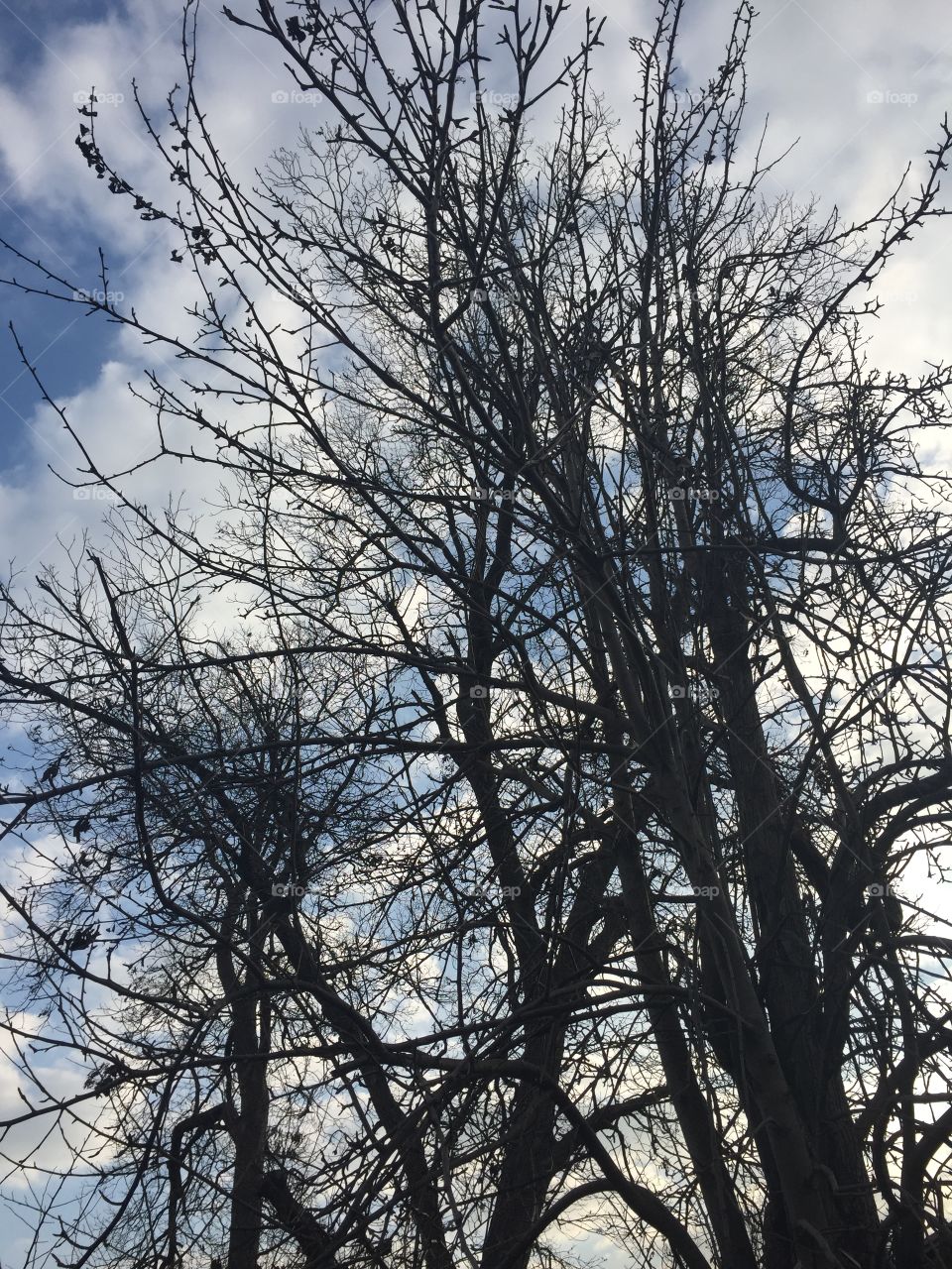 Abundance of the trees