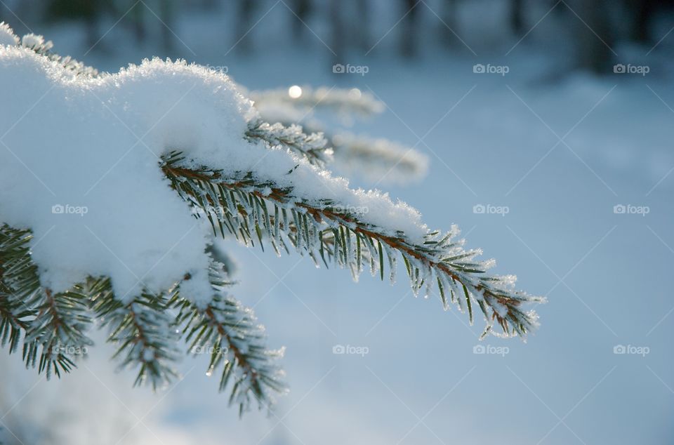 A snow covered spruce branch in winter.