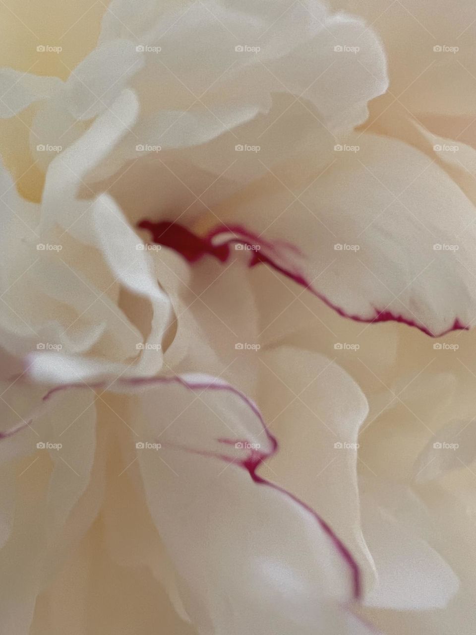 White peony with pink trim. Gentle lines, sweet vanilla shades of color and lightness with a small drop of strawberry syrup.