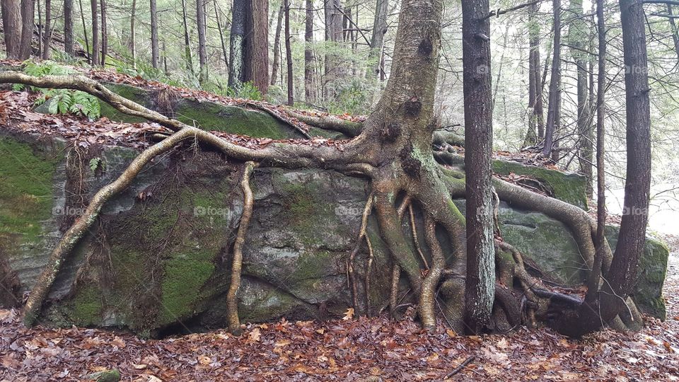 Tall tree with amazing octopus roots growing over a large boulder