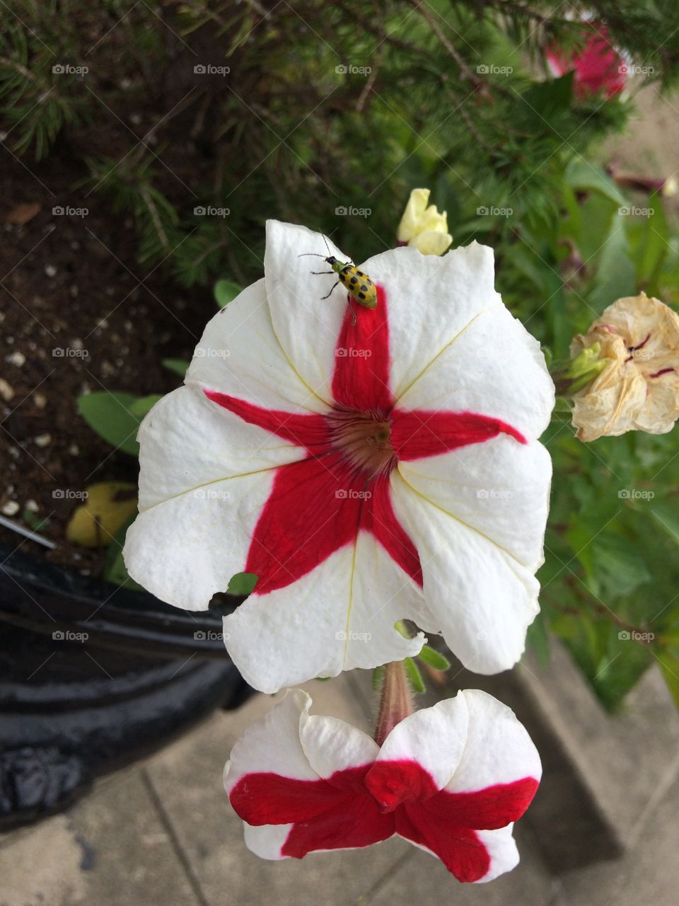 A little sun and beauty on a cloudy day