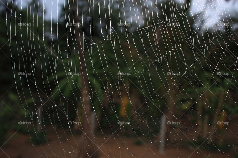 spider web