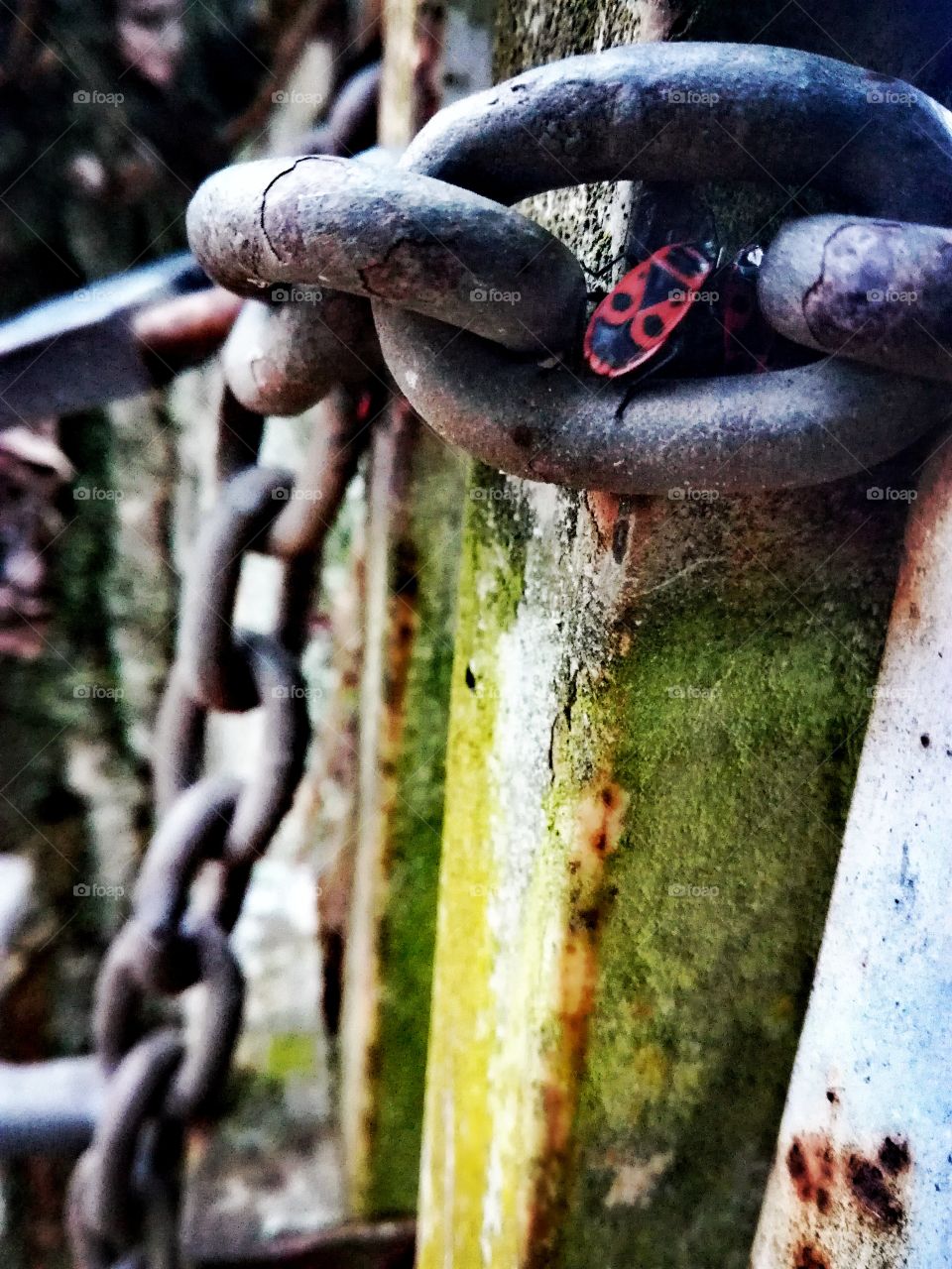 chaine, chain, insecte, insect