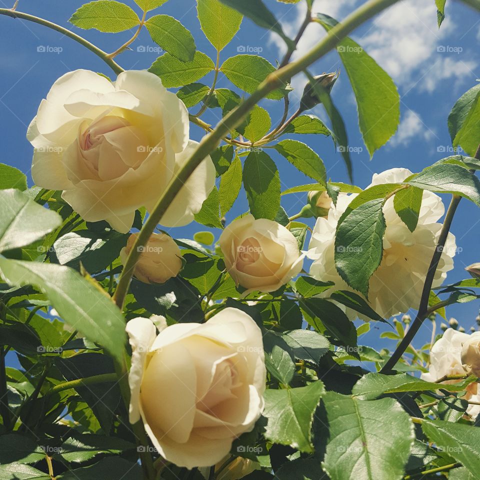 Cream roses in summer