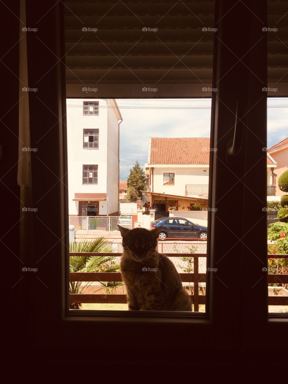 Cat on the window 