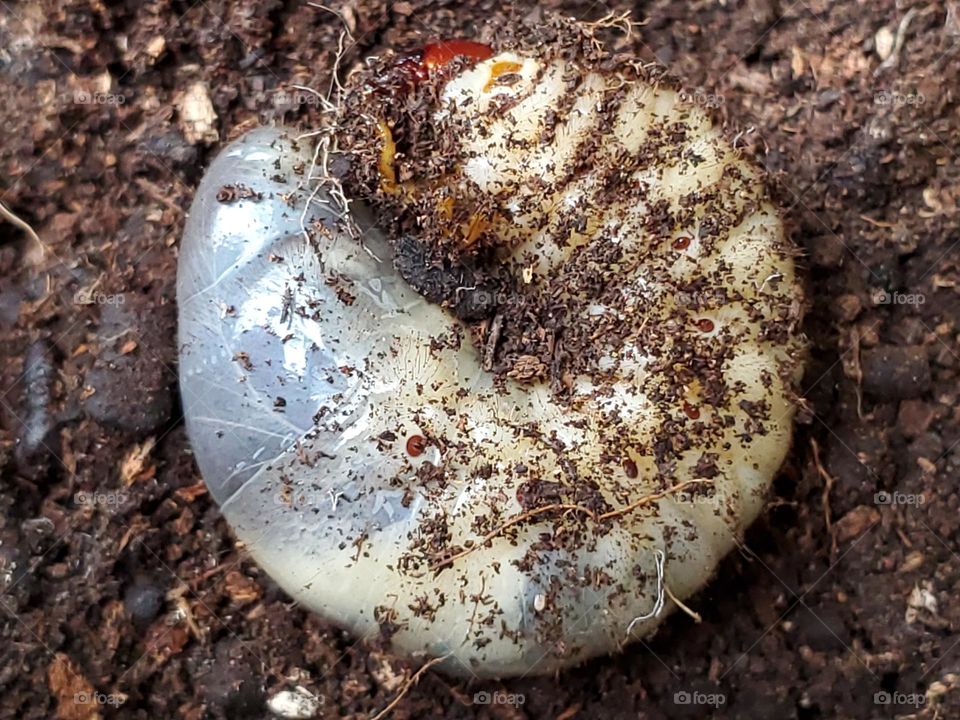 Ox beetle/Elephant beetle larvae.
They feed on the decaying wood, roots and leaves therefore, serving a vital role of recycling organic matter.