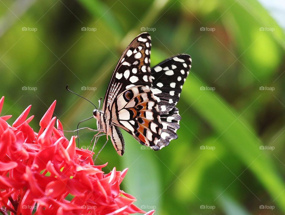 Beautiful and cute butterfly