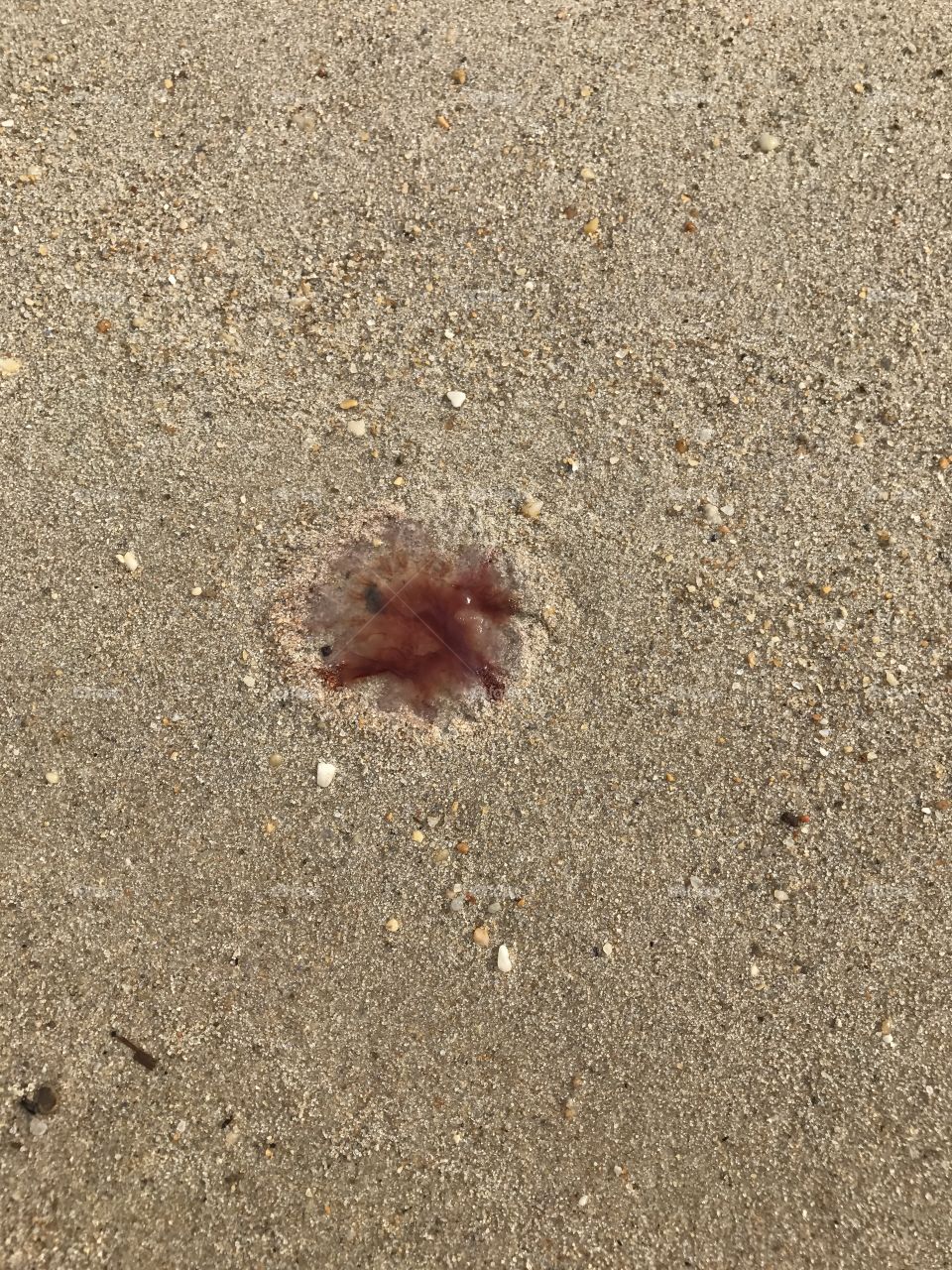 Jellyfish 