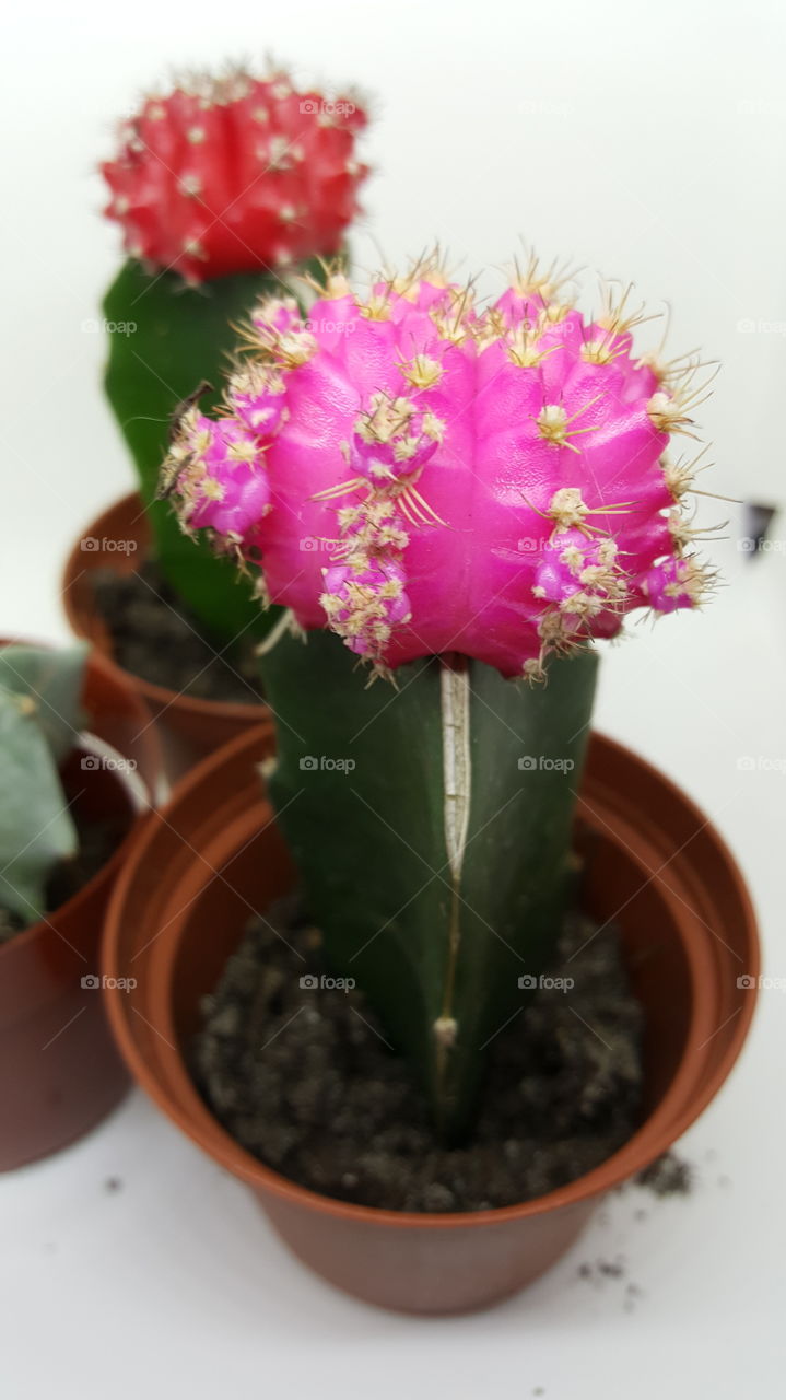 pink cacti