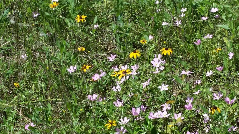 Texas wildflowers.