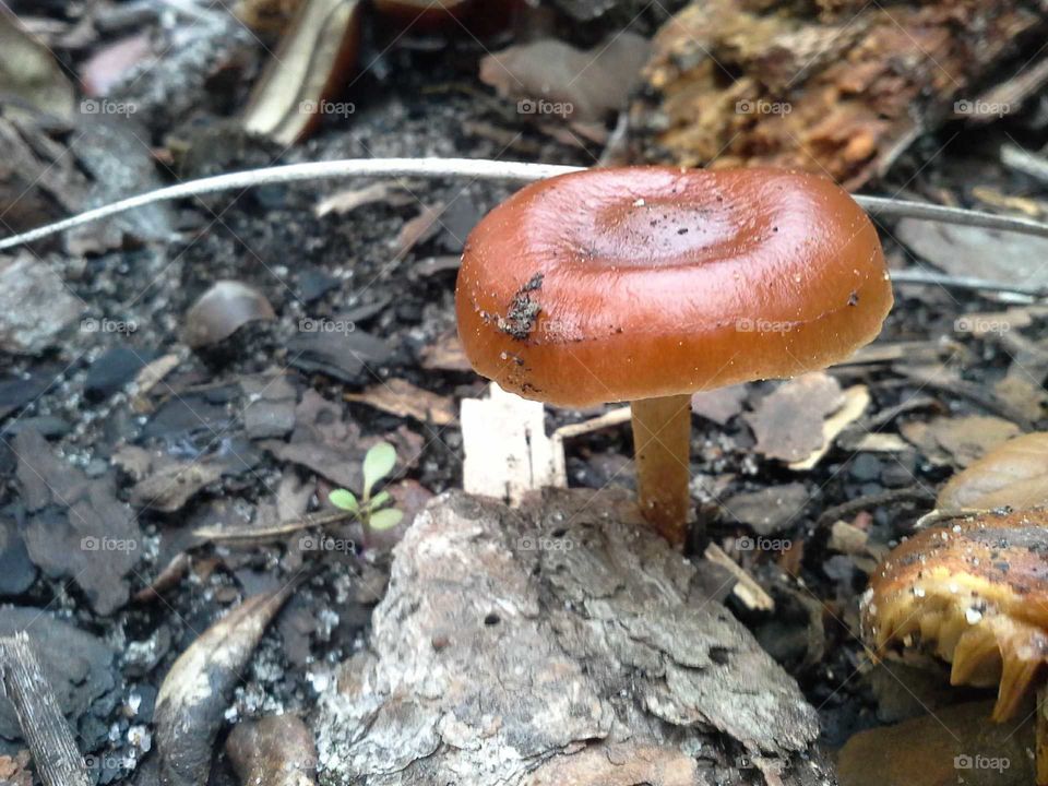 Macro Mushroom