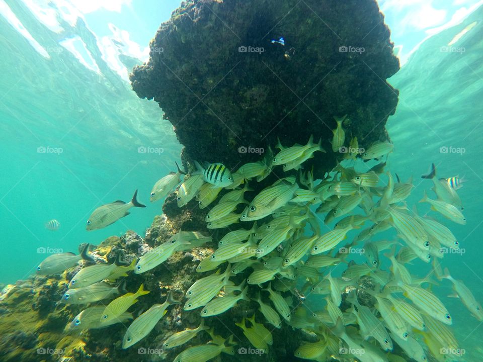 habitat fish into ocean