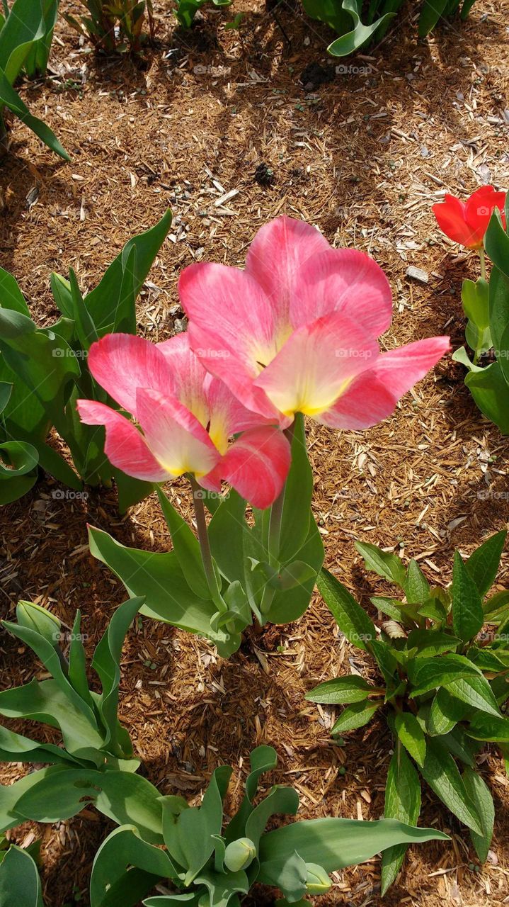 Pink tulips welcoming spring