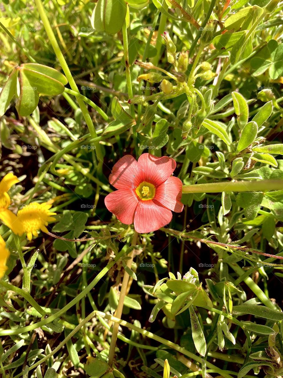 Pink flower in a bush