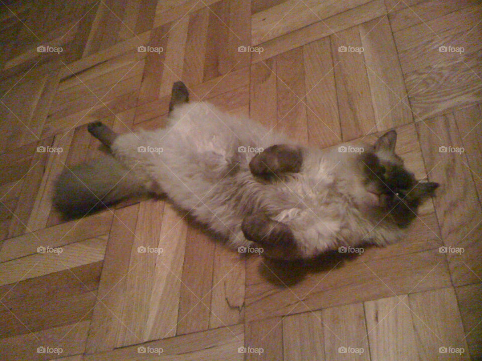 relax carpet cats pet by michaella
