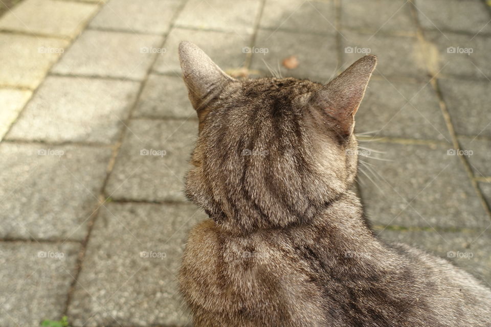 The back of a cat.
