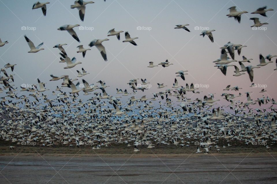 Large flock of arctic geese 