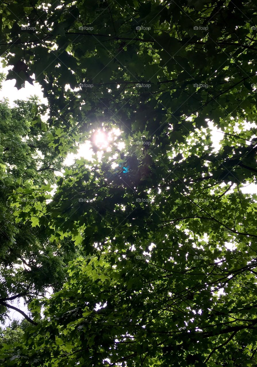 sunshine through the canopy