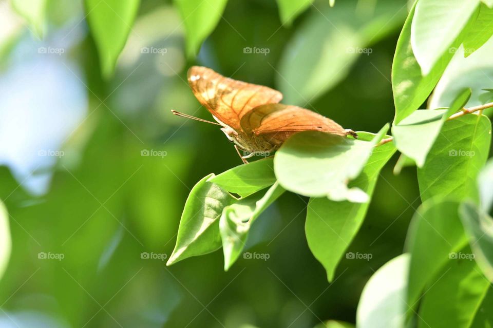 brown butterfly on flower